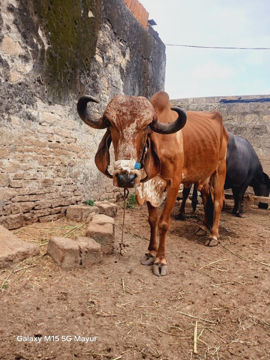 ગીર ગાય વેચવા ની છે સાવ સોજી