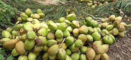 નારીયેળ હોય કોલ કરો ભાવથી 🥥