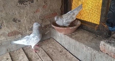 કબૂતર વેચવાના છે