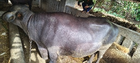 vechvani che