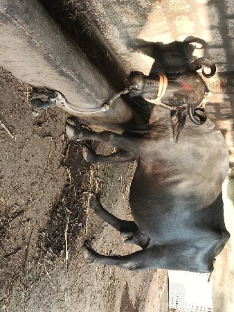 ૫ થી ૭ દિવસ ની વાર
