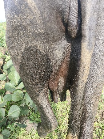 ભેંસ વેચવાની છે