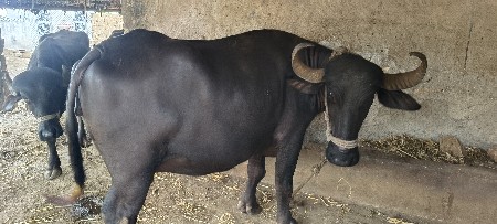 bhesh veshvani se