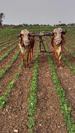 ગોઢલા વેચવાના છે