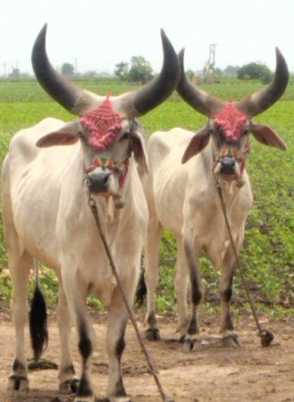 ગોઢલા વેચવાના છેટુ કોપી છે