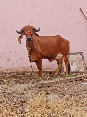 હાઈ વેચવાની છે