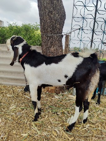 ખાલી 30000 માં બકરો વેચવા નો છે