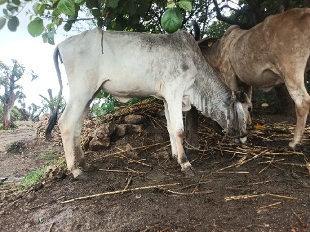 આ વોડકી દઈ દેવાની છે
