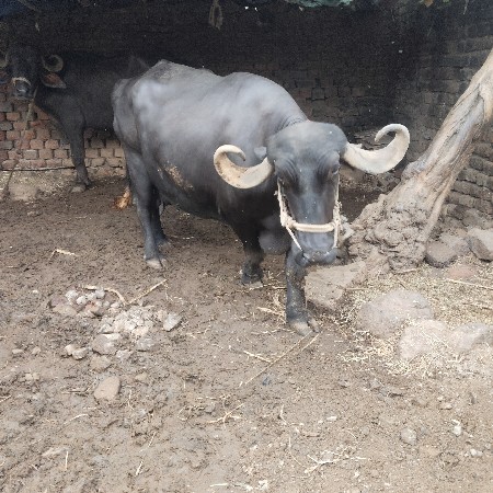 ત્રીજુ વેતર