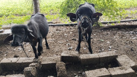 ચારા ના અભાવે વેચવાના છે
