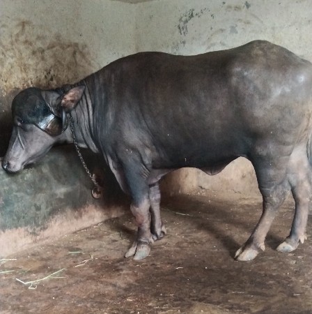 ખડેલી વેચવાની છે