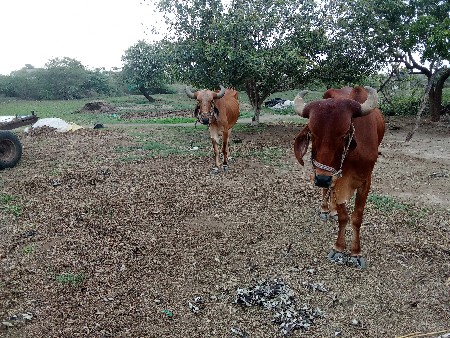 ગોઢલા