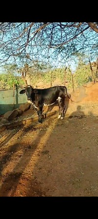 ઓરીજનલ ગીર ક્રોસ વાસડી વેચવાની