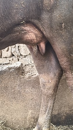 પેલું વેતર ભેંસ વેચવાની છે