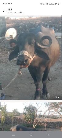 ભેંસ વેચવાની છે