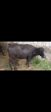 ભેંસ 2 વેતર