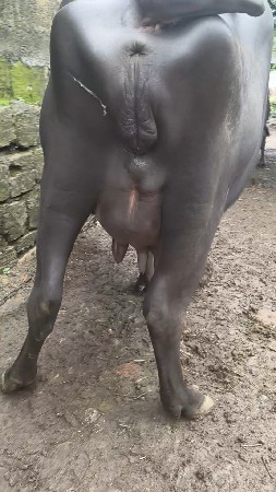 પેલું વેતર