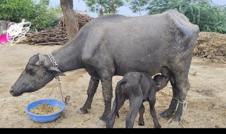 બન્ની પાડી પેલા વેતરની વેચવાની છે