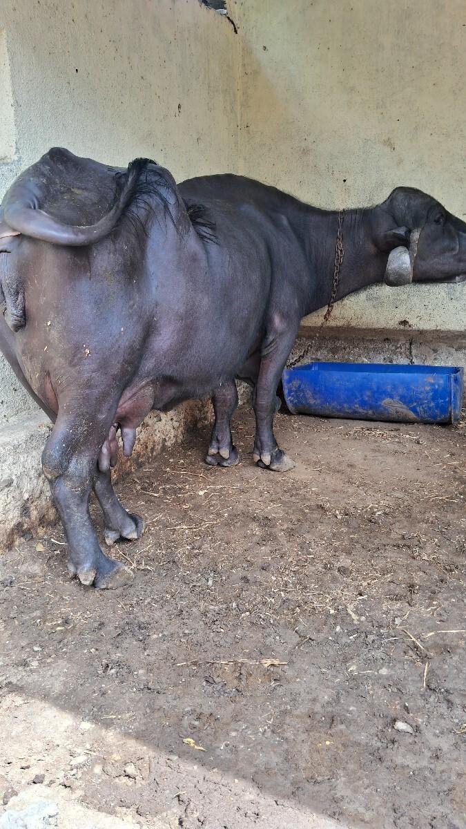 ભેંસ