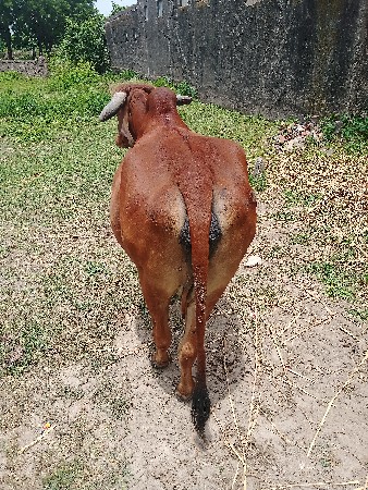ગીર ગાય વેચવાની છે