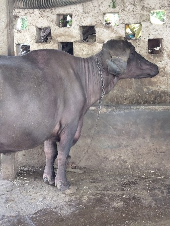 ઉ અને આશર નીજવાપદારી
