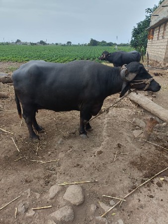 ભેંસ વેચવાની છે