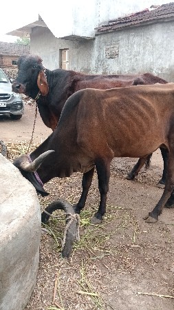 સાટા કરવા છે ગાયુ ના વશેરી હારે