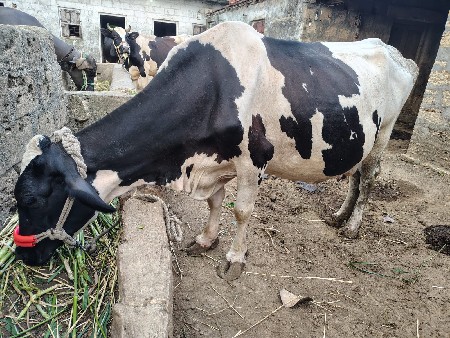 hf ગાય