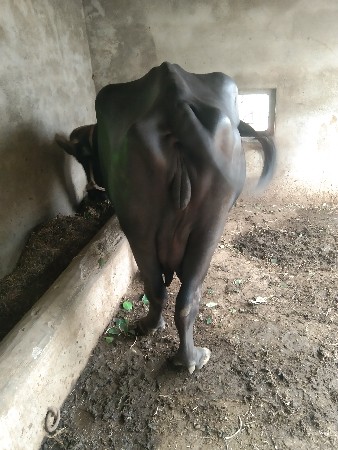 ભેંસ વેચવાની છે