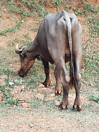પાડો વેચવાનો છે