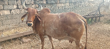 ગાય 🐄