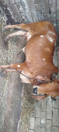 ગીર ગાય વેચવાની છે