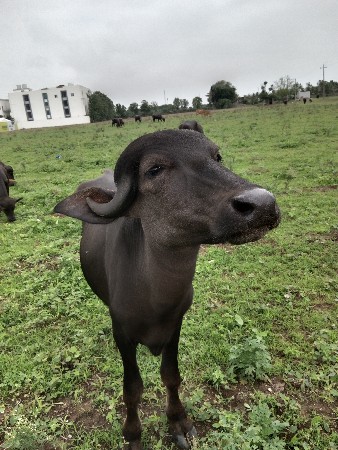વેચવાની