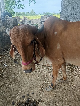 ગાય વેચવાની છે