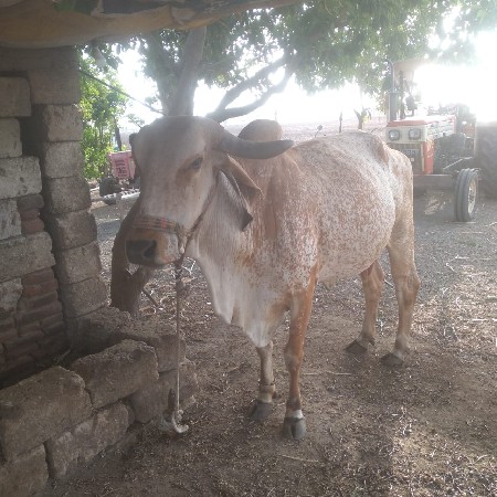 vechavani
