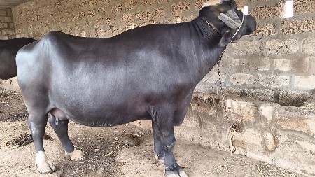 ભેંસ વેચવાની છે