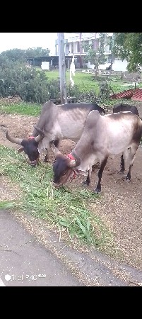 કેશોદ જુનાગઢ જુનાગઢ કેશોદ ગોટલા વે