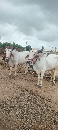 બળદ વેચવાના છે