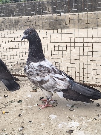 marwada
