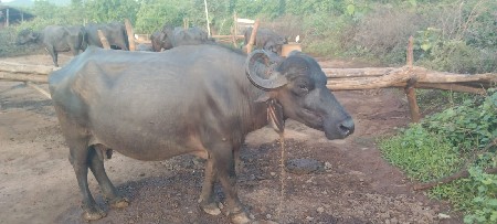 ભેંસ વેચવાની છે
