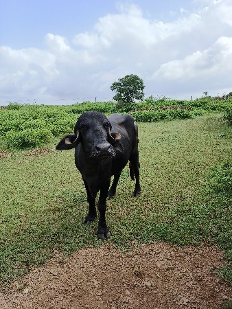 ખડેલી વેચવા ની સે