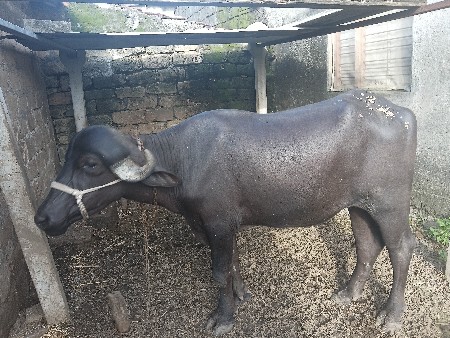 ખડેલી વેચવાની છે