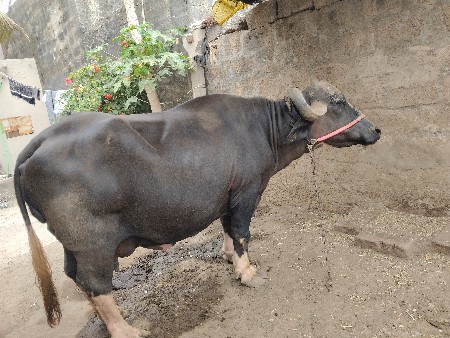 ભેંસ વેચવાની છે