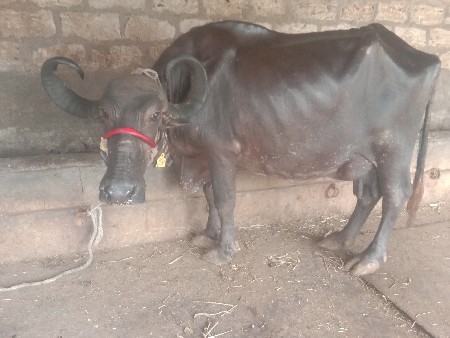 ભેસ