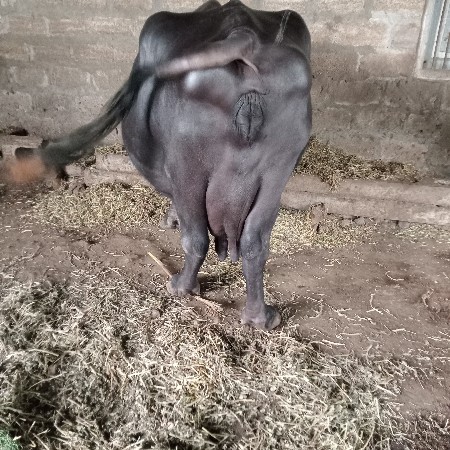 behsh devani chhe