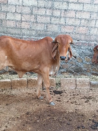 ગીર હોડકી વેચવાની છે