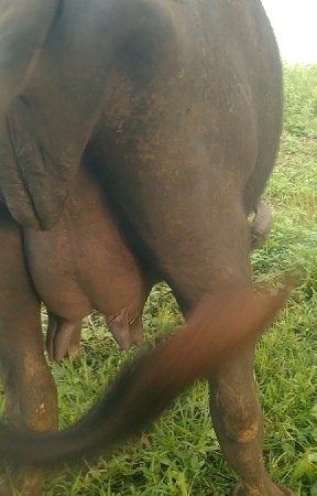 ખડેલી