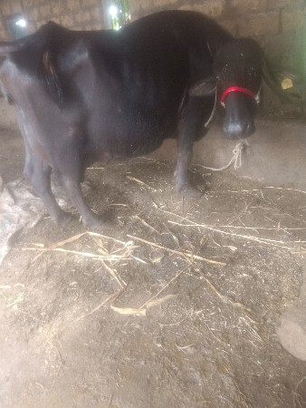 ભેંસ વેચવાની છે
