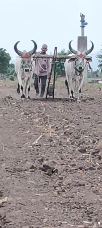 ગોધલા વેચવાના છે