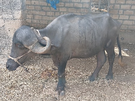 જાફરાબાદી ખડેલી